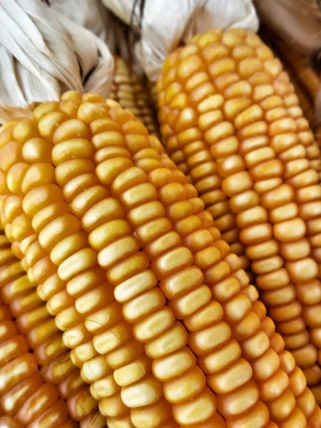 Mazorca de maíz seca — Foto de Stock