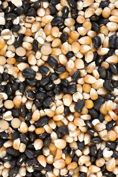 Black bean corn grain and job's tears — Stock Photo, Image