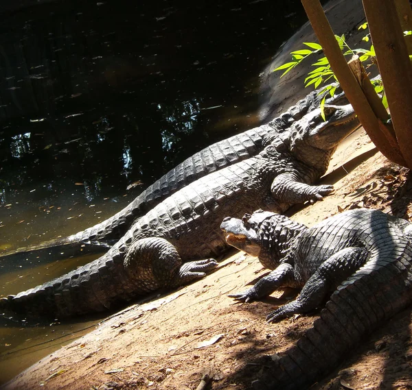 Krokodil — Stockfoto