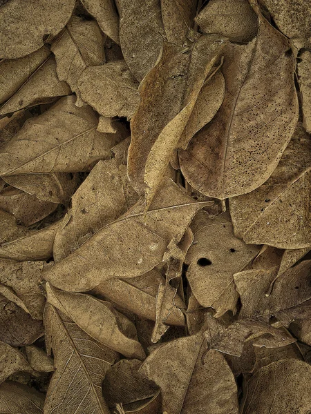 Old leaves background — Stock Photo, Image