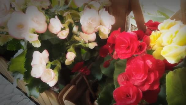 Begonia flowers — Stock Video