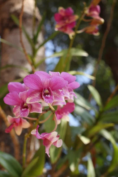 Roze orchid — Stockfoto