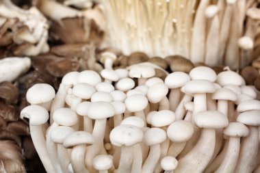 enoki ve shiitake mantar