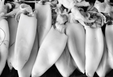 Fresh squid