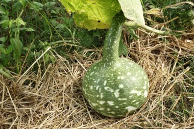 taze su kabakları asılı