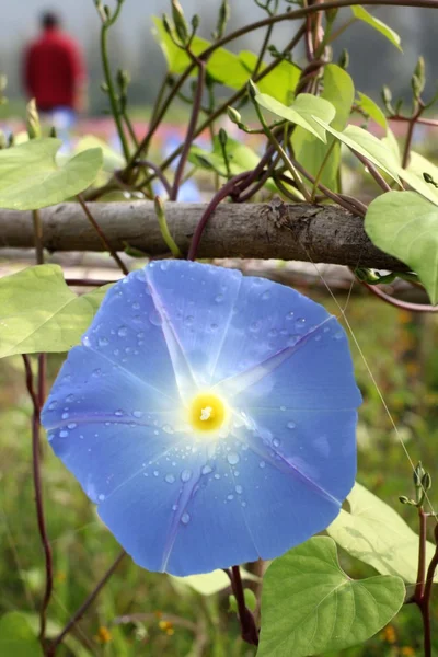 Blauwe morning glory bloemen — Stockfoto