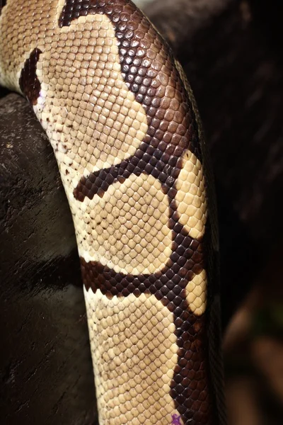 Elephant trunk snake — Stock Photo, Image