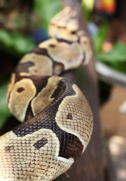 Serpente del tronco dell'elefante — Foto Stock