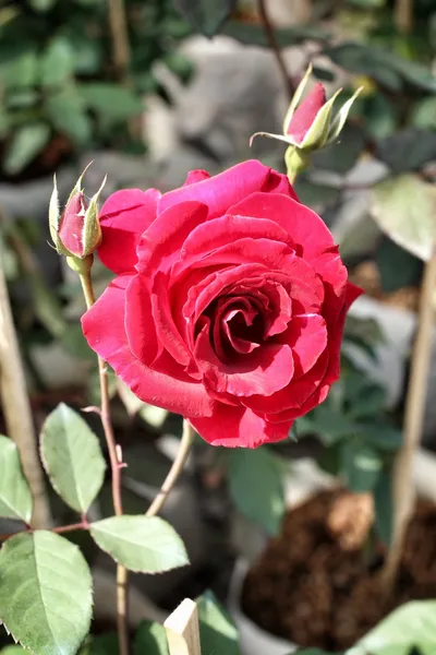 Rosa roja — Foto de Stock