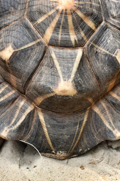 Casca de tartaruga — Fotografia de Stock