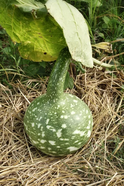 Frische Kalebasse hängt — Stockfoto