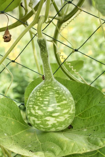 Färska kalebass hängande — Stockfoto