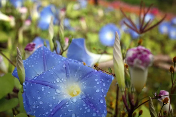 Azul mañana gloria flores — Foto de Stock