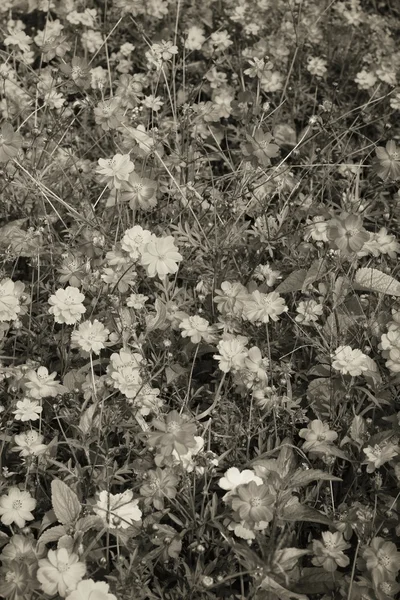 Flores de margarita — Foto de Stock