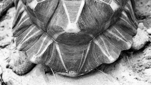 Tortoise shell — Stock Photo, Image