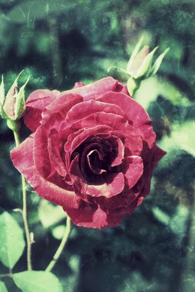 Rote Rose — Stockfoto