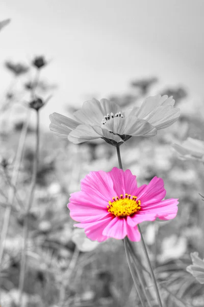 Flor del cosmos —  Fotos de Stock