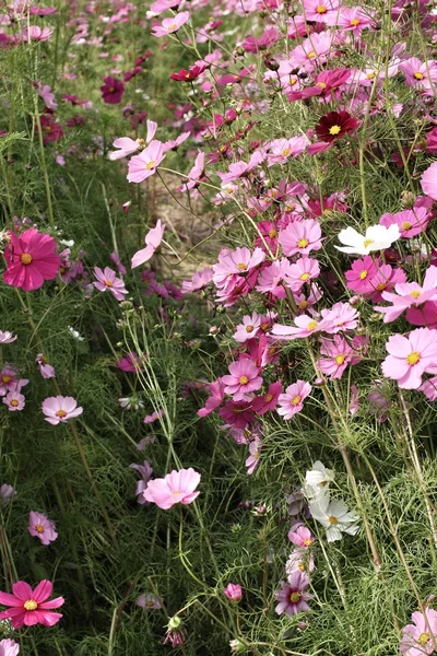 Flor del cosmos — Foto de Stock