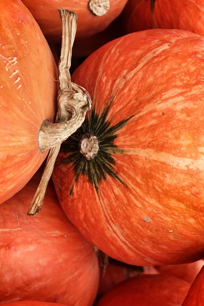 Fresh pumpkin orange in the farm — Stock Photo, Image