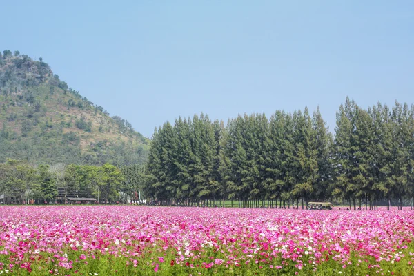 ピンクのコスモスの花 — ストック写真