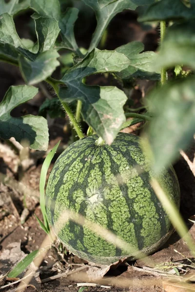 Wassermelone — Stockfoto