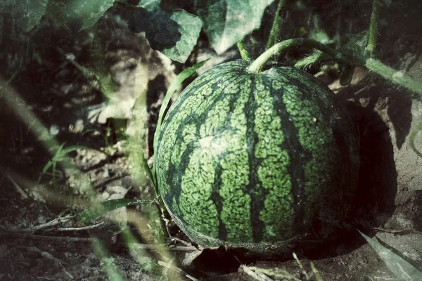 Watermelon — Stock Photo, Image