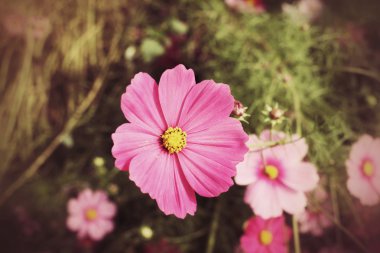 Cosmos çiçek