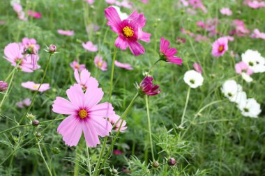 pembe cosmos çiçek