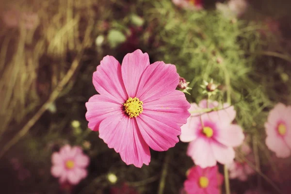 Flor cosmos — Fotografia de Stock