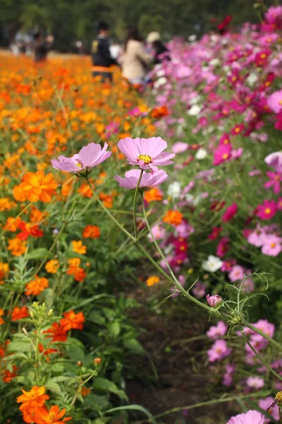 Cosmos flower — стоковое фото