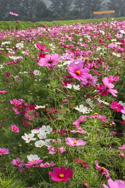 Kosmos blomma — Stockfoto