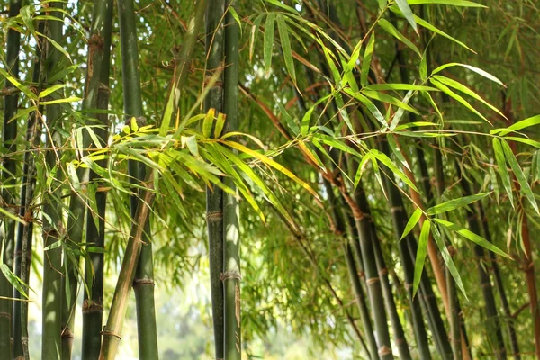 Floresta de bambu — Fotografia de Stock