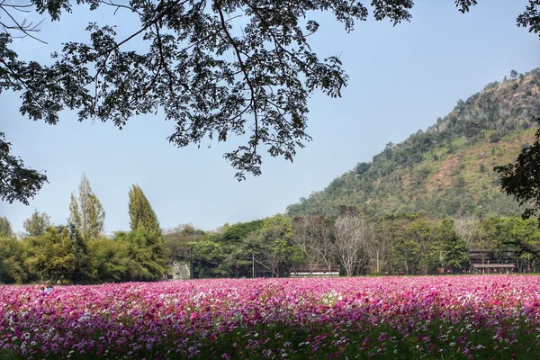 ピンクのコスモスの花 — ストック写真