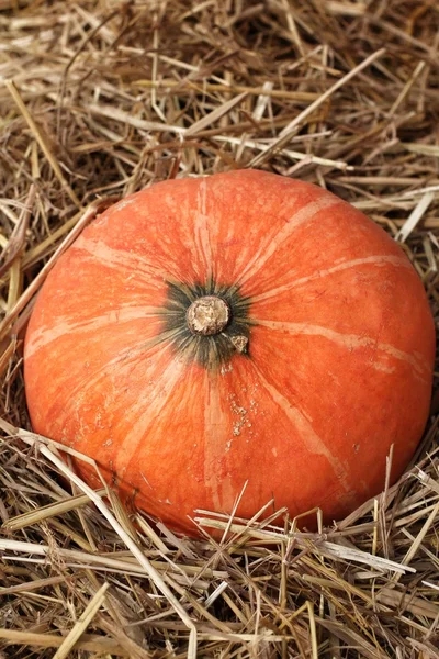 Naranja calabaza fresca en la granja — Foto de Stock