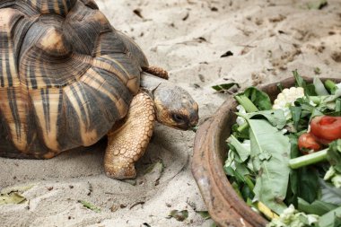 tortuga de cáscara suave