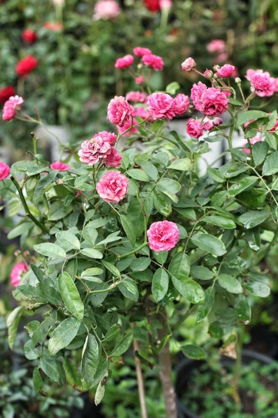 Pembe Gül — Stok fotoğraf