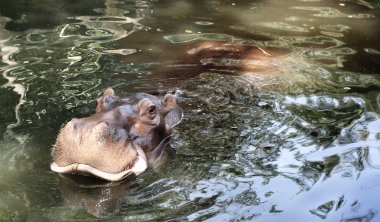 Hippo portre