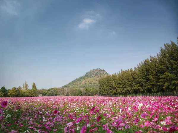 Cosmos rosa Flor —  Fotos de Stock