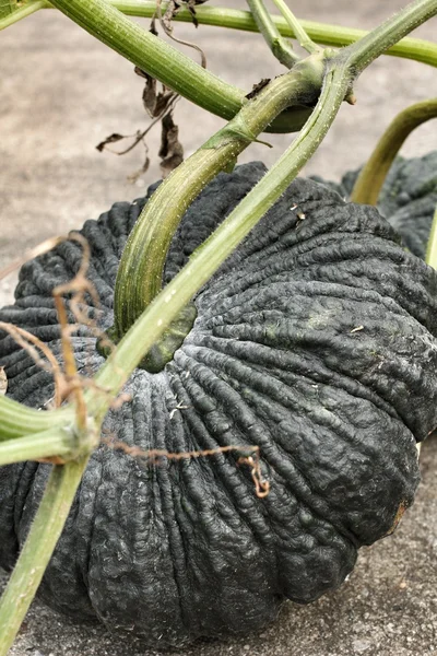 Fresh green pumpkin — Stock Photo, Image