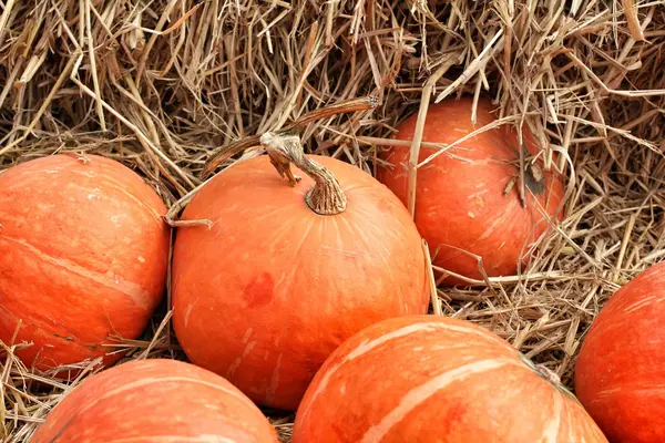 Fresh pumpkin orange in the farm — Stock Photo, Image