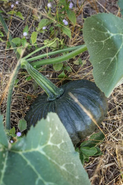 Calabazas —  Fotos de Stock