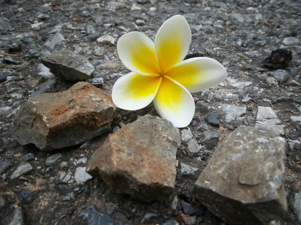 Bílý keře květ — Stock fotografie