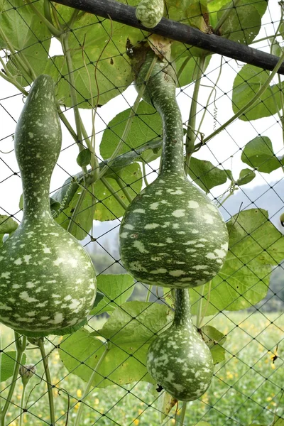 Fresh calabash hanging — Stock Photo, Image