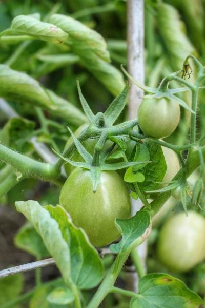 Pomodori freschi — Foto Stock