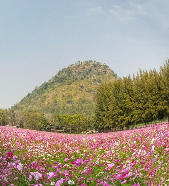 ピンクのコスモスの花 — ストック写真