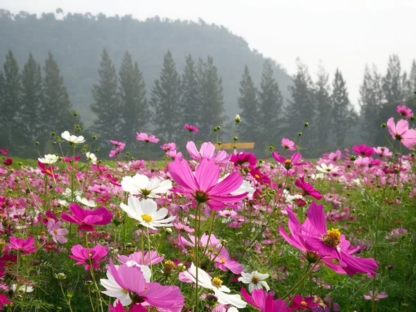 ピンクのコスモスの花 — ストック写真