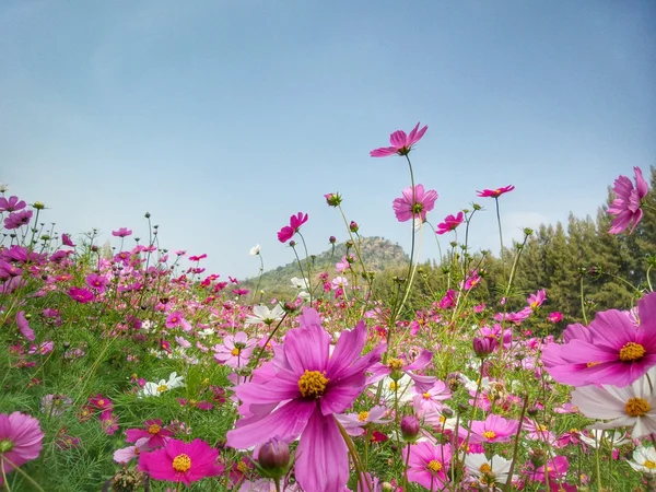 Roze kosmos bloem — Stockfoto