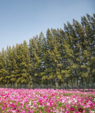pembe cosmos çiçek