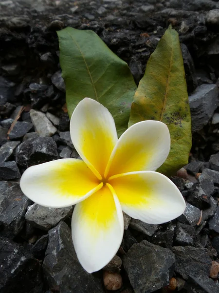 Vit frangipani blomma — Stockfoto