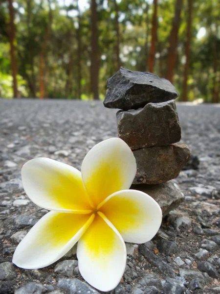 Witte frangipani bloem — Stockfoto